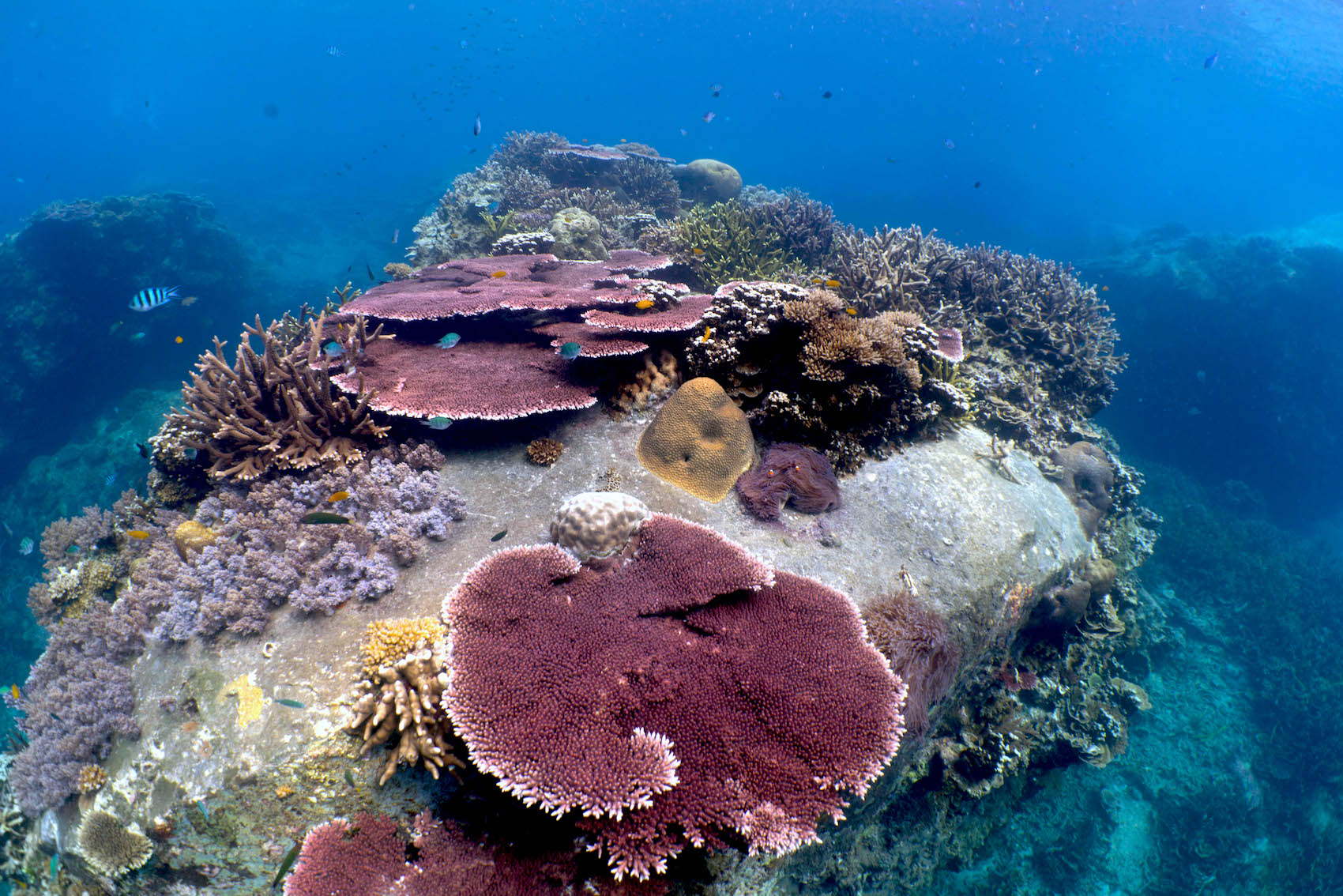 Tioman Island reef